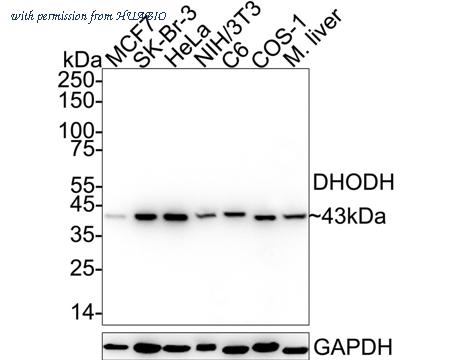 HUABIO HA751311 image 1