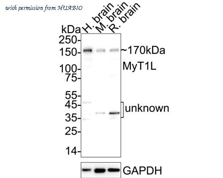 HUABIO HA751313 image 3