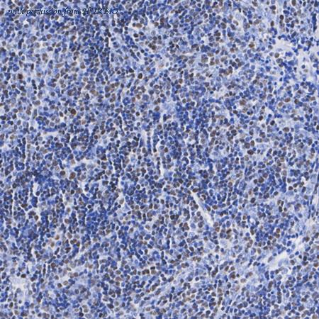 HUABIO HA751340 image 2