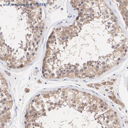 HUABIO HA751344 image 3