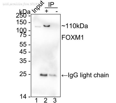 HUABIO HA751347 image 2