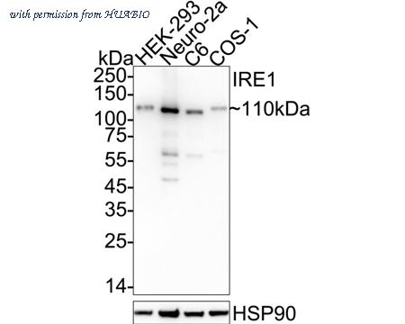 HUABIO HA751363 image 1