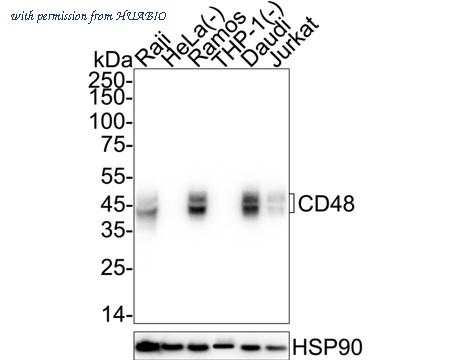 HUABIO HA751368 image 1