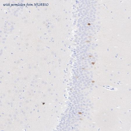 HUABIO HA751369 image 3