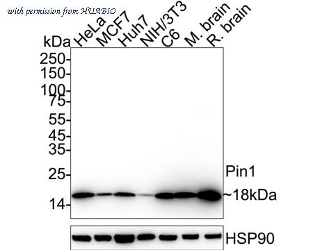 HUABIO HA751373 image 1