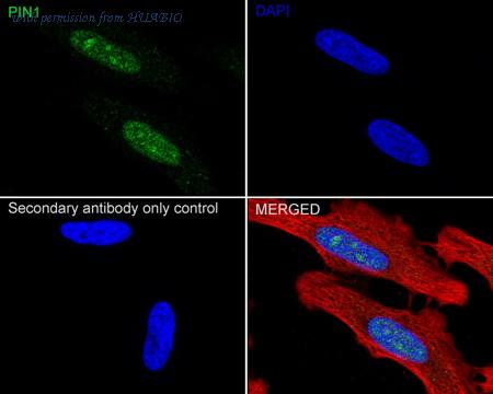 HUABIO HA751373 image 2