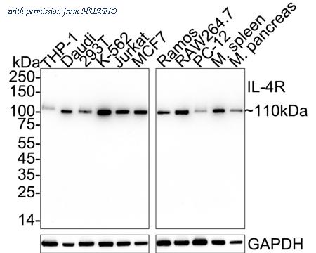 HUABIO HA751378 image 1
