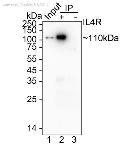 HUABIO HA751378 image 2