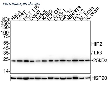 HUABIO HA751403 image 1