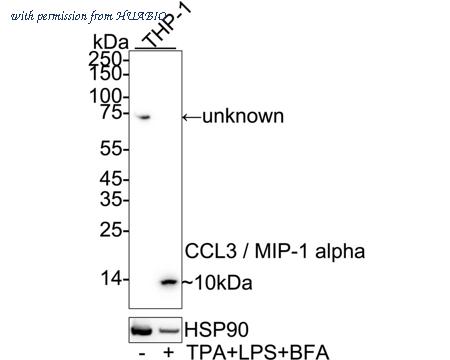 HUABIO HA751406 image 1