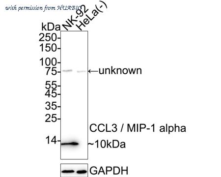 HUABIO HA751406 image 2