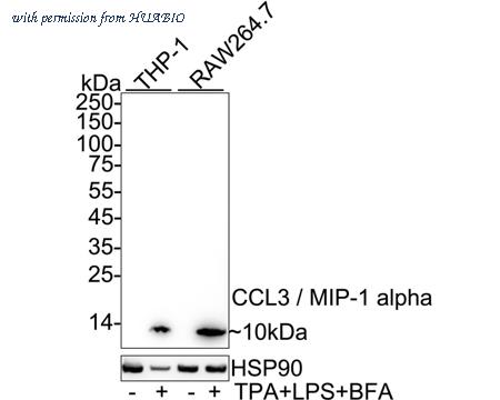 HUABIO HA751407 image 1