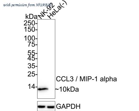 HUABIO HA751407 image 2