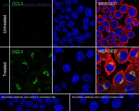 HUABIO HA751407 image 3