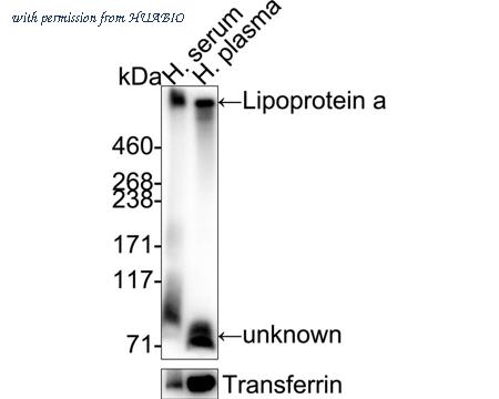 HUABIO HA751408 image 1