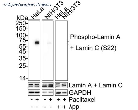 HUABIO HA751409 image 1