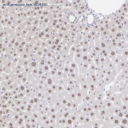 HUABIO HA751409 image 3