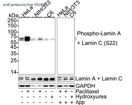 HUABIO HA751410 image 1