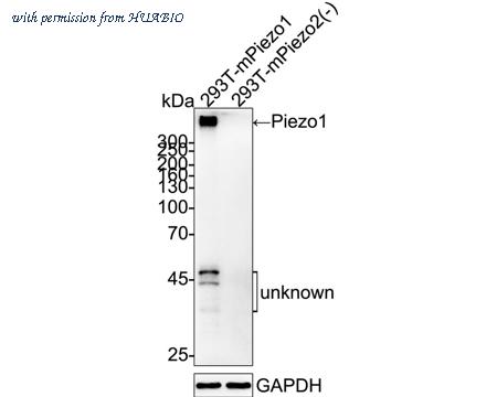 HUABIO HA751411 image 1