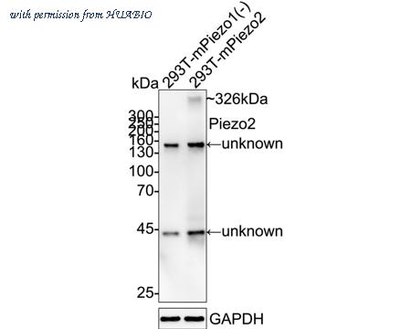 HUABIO HA751412 image 1