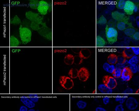 HUABIO HA751412 image 2