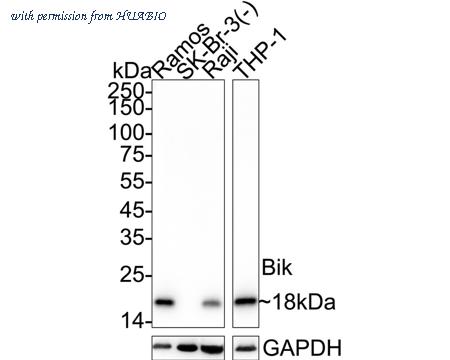 HUABIO HA751413 image 1