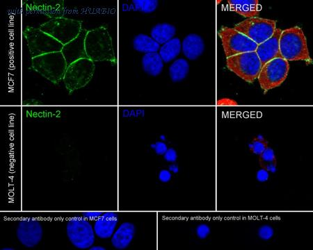 HUABIO HA751416 image 2