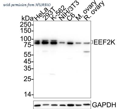 HUABIO HA751423 image 1