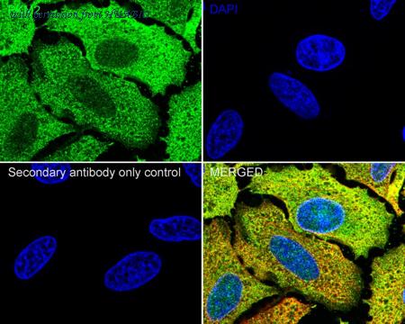 HUABIO HA751429 image 2