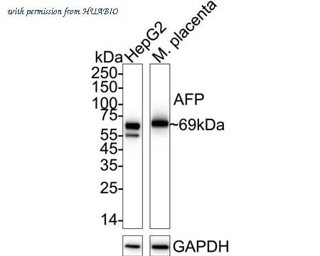 HUABIO HA751430 image 1