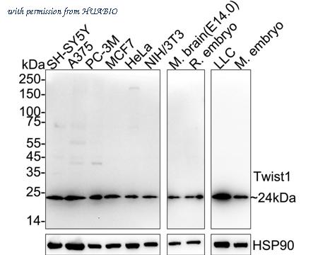 HUABIO HA751431 image 1