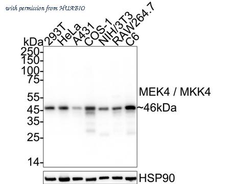 HUABIO HA751432 image 1