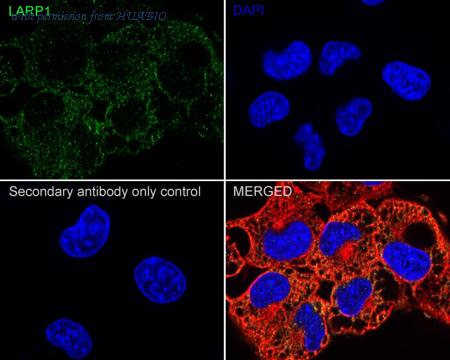 HUABIO HA751438 image 3