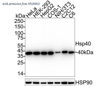 HUABIO HA751439 image 1