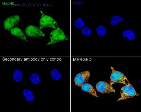 HUABIO HA751439 image 2