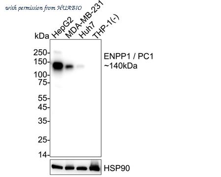 HUABIO HA751440 image 1