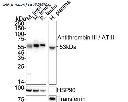 HUABIO HA751442 image 1