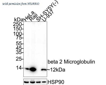 HUABIO HA751443 image 1