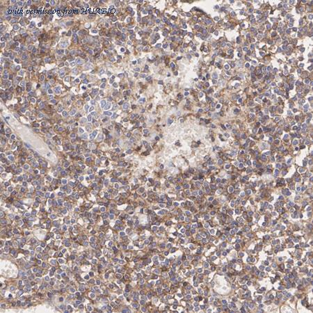 HUABIO HA751443 image 2