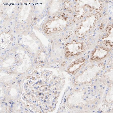 HUABIO HA751443 image 3