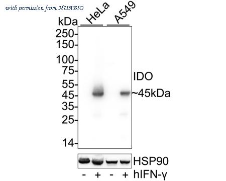 HUABIO HA751445 image 1