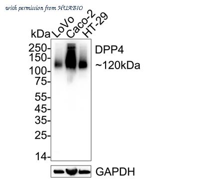 HUABIO HA751446 image 1