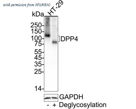 HUABIO HA751446 image 2