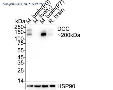 HUABIO HA751449 image 1