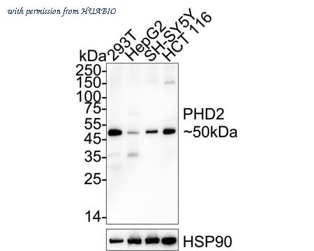 HUABIO HA751450 image 1