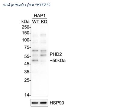 HUABIO HA751450 image 2