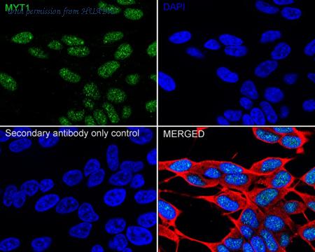 HUABIO HA751452 image 2