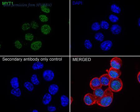 HUABIO HA751452 image 3