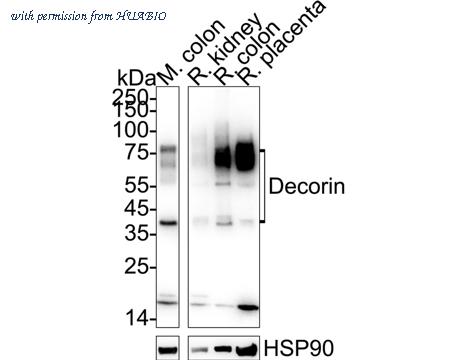 HUABIO HA751454 image 1