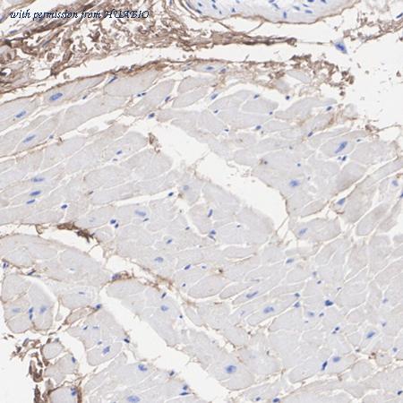 HUABIO HA751454 image 2